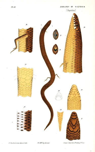 Ilustrace Zvířat Přírodní Historie Viktorie Prodromus Zoologie Victoria — Stock fotografie