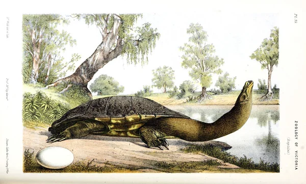 Hayvan Illustration Doğa Tarihi Victoria Victoria Zooloji Prodromus — Stok fotoğraf