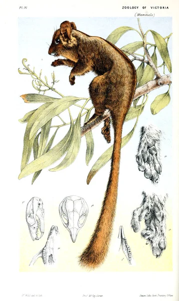 Ilustración Del Animal Historia Natural Victoria Prodromus Zoología Victoria — Foto de Stock