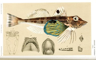 Hayvan Illustration. Doğa tarihi Victoria. Victoria zooloji Prodromus