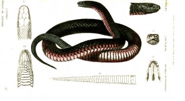 Hayvan Illustration. Doğa tarihi Victoria. Victoria zooloji Prodromus