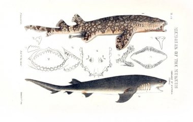 Hayvan Illustration. Doğa tarihi Victoria. Victoria zooloji Prodromus