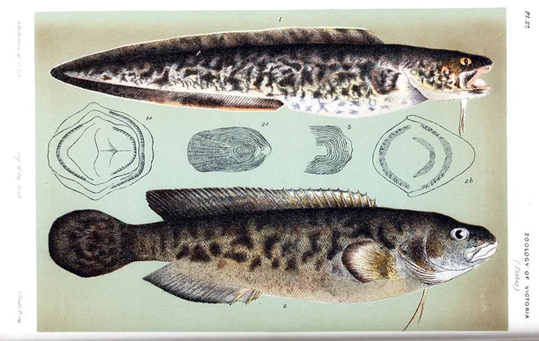 동물의 그림입니다 빅토리아의 역사입니다 빅토리아의 동물학의 Prodromus — 스톡 사진