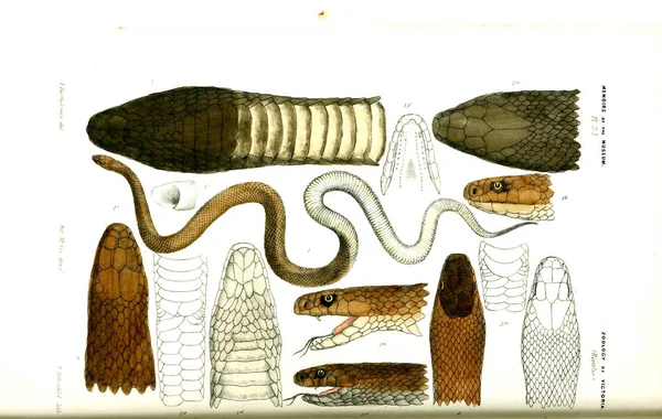 Hayvan Illustration Doğa Tarihi Victoria Victoria Zooloji Prodromus — Stok fotoğraf