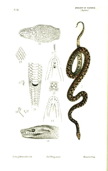 Illustration Animal Histoire Naturelle Victoria Prodromus Zoologie Victoria — Photo