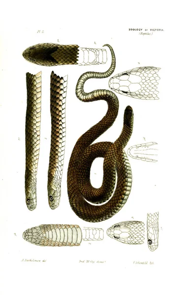 Illustration Animal Natural History Victoria Prodromus Zoology Victoria — Stock Photo, Image