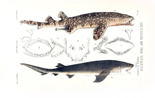 Hayvan Illustration Doğa Tarihi Victoria Victoria Zooloji Prodromus — Stok fotoğraf