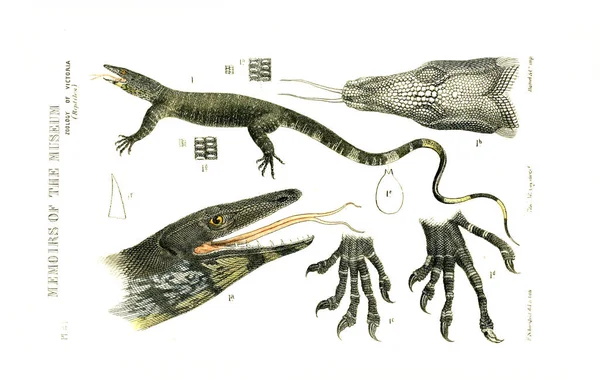 동물의 그림입니다 빅토리아의 역사입니다 빅토리아의 동물학의 Prodromus — 스톡 사진