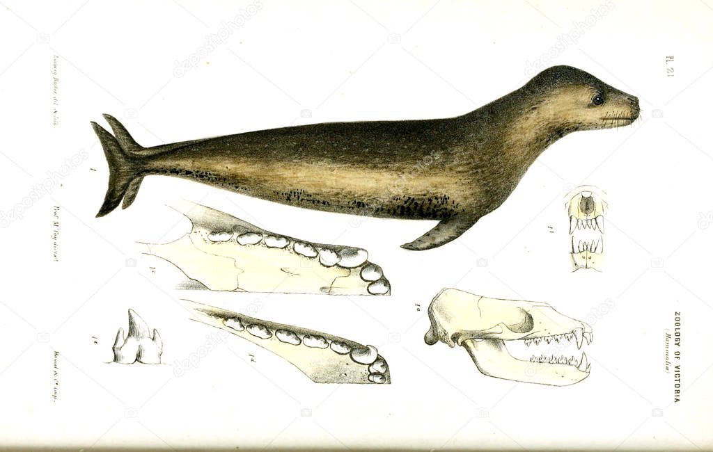 Illustration of the animal. Natural history of Victoria. Prodromus of the zoology of Victoria