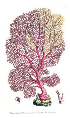 Bir mercan Illustration. Doğa bilimci'nın derleme veya doğal nesneleri renkli isimlerinden