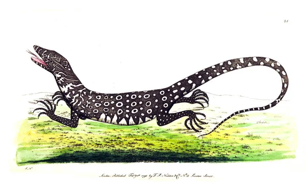 蜥蜴的例证 博物学家的杂记 或自然物体的有色图 — 图库照片