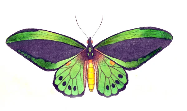 Illustrazione Una Farfalla Miscellanea Del Naturalista Figure Colorate Oggetti Naturali — Foto Stock