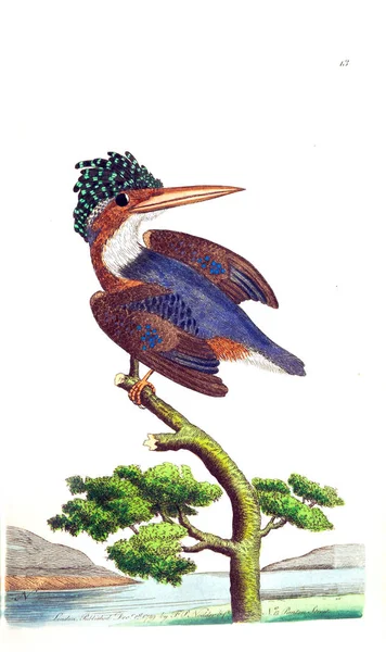 Illustrazione Dell Animale Miscellanea Del Naturalista Figure Colorate Oggetti Naturali — Foto Stock