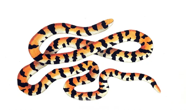 Hayvan Illustration Doğa Bilimci Nın Derleme Veya Doğal Nesneleri Renkli — Stok fotoğraf