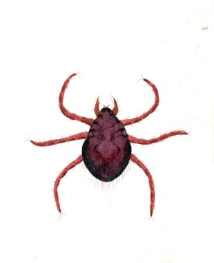 Hayvan Illustration. Doğa bilimci'nın derleme veya doğal nesneleri renkli isimlerinden