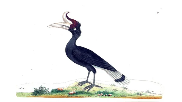 Ilustracja Zwierzęcia Naturalist Miscellany Albo Kolorowymi Rysunkami Obiektów Przyrodniczych — Zdjęcie stockowe