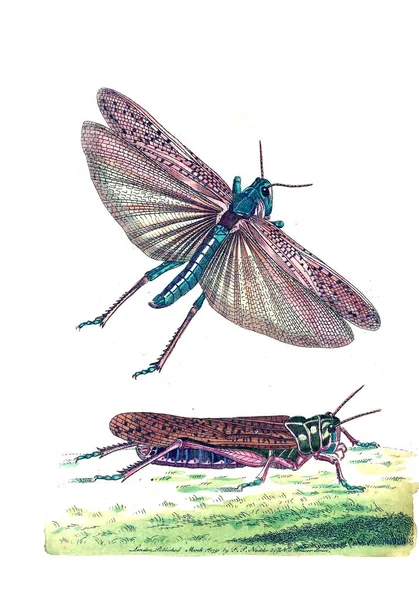 Ilustracja Zwierzęcia Naturalist Miscellany Albo Kolorowymi Rysunkami Obiektów Przyrodniczych — Zdjęcie stockowe