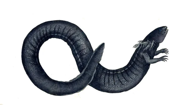 Illustrazione Dell Animale Miscellanea Del Naturalista Figure Colorate Oggetti Naturali — Foto Stock