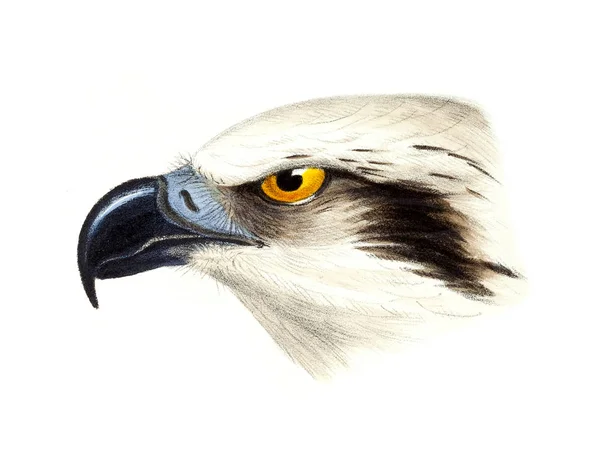 Ilustração Aves Uma Sinopse Das Aves Austrália Das Ilhas Adjacentes — Fotografia de Stock