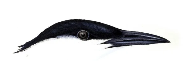 Illustration Birds Synopsis Birds Australia Adjacent Islands — Stock Photo, Image