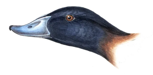 Ilustrace Ptáků Synopse Ptáků Austrálii Přilehlé Ostrovy — Stock fotografie