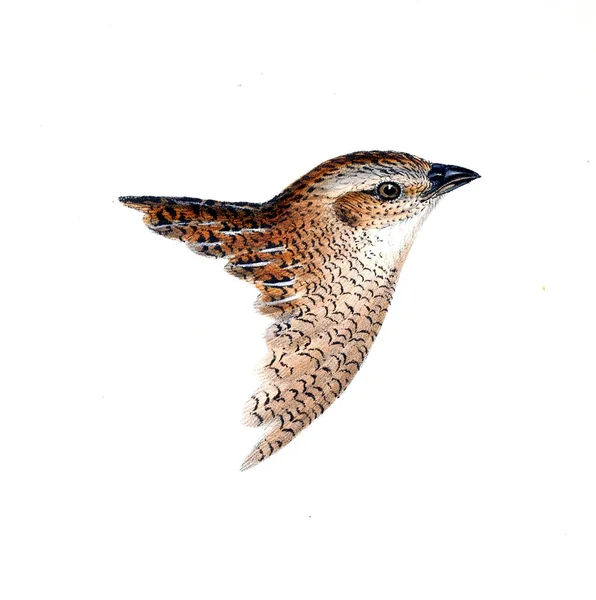 Kuşlar Illustration Avustralya Komşu Adalar Kuşların Bir Özetini — Stok fotoğraf