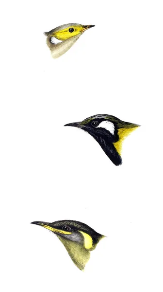 Kuşlar Illustration Avustralya Komşu Adalar Kuşların Bir Özetini — Stok fotoğraf