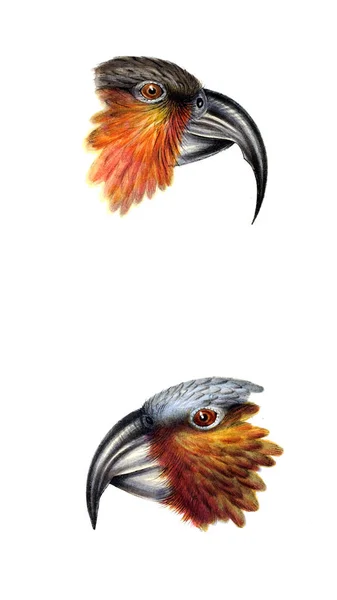 Ilustração Aves Uma Sinopse Das Aves Austrália Das Ilhas Adjacentes — Fotografia de Stock