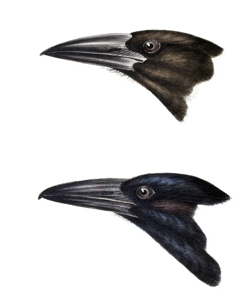 鳥のイラスト オーストラリア そして隣接した島の鳥の概要 — ストック写真
