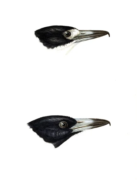 Illustratie Van Vogels Een Overzicht Van Vogels Van Australië Aangrenzende — Stockfoto