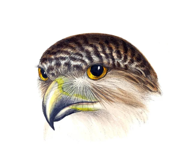 Illustratie Van Vogels Een Overzicht Van Vogels Van Australië Aangrenzende — Stockfoto