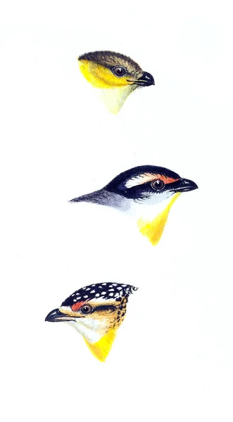 Εικονογράφηση Των Πουλιών Μια Σύνοψη Από Πτηνά Της Αυστραλίας Καθώς — Φωτογραφία Αρχείου