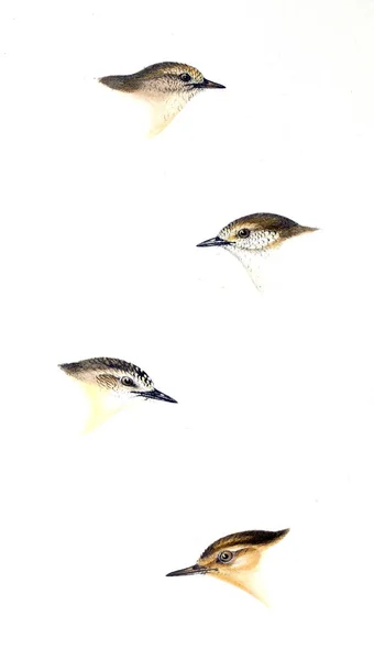 Illustration Oiseaux Résumé Des Oiseaux Australie Des Îles Adjacentes — Photo