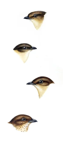 Εικονογράφηση Των Πουλιών Μια Σύνοψη Από Πτηνά Της Αυστραλίας Καθώς — Φωτογραφία Αρχείου