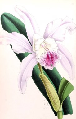 Bir çiçek Illustration. Çiçek dergisi; rakamlar ve popüler Bahçe çiçek açıklamalarını oluşan.