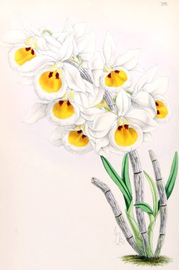 Bir çiçek Illustration. Çiçek dergisi; rakamlar ve popüler Bahçe çiçek açıklamalarını oluşan.