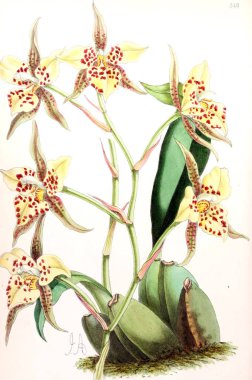 Bir çiçek Illustration. Çiçek dergisi; rakamlar ve popüler Bahçe çiçek açıklamalarını oluşan.