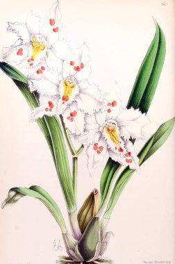 Bir çiçek Illustration. Çiçek dergisi; rakamlar ve popüler Bahçe çiçek açıklamalarını oluşan.