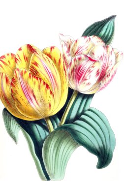 Bir çiçek Illustration. Çiçek dergisi; rakamlar ve popüler Bahçe çiçek açıklamalarını oluşan.