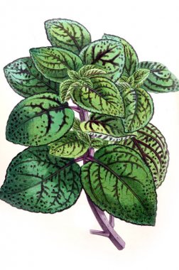 Bir çiçek Illustration. Çiçek dergisi; rakamlar ve popüler Bahçe çiçek açıklamalarını oluşan.