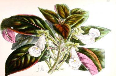 Bir çiçek Illustration. Çiçek dergisi; rakamlar ve popüler Bahçe çiçek açıklamalarını oluşan.