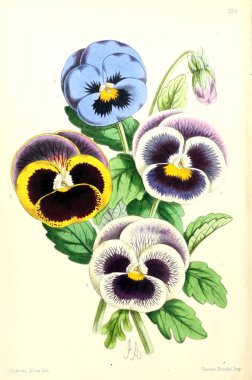 Bir çiçek Illustration. Çiçek dergisi; rakamlar ve popüler Bahçe çiçek açıklamalarını oluşan.