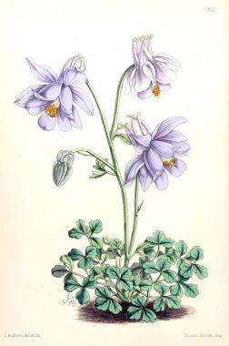 Bir çiçek Illustration. Çiçek dergisi; rakamlar ve popüler Bahçe çiçek açıklamalarını oluşan.