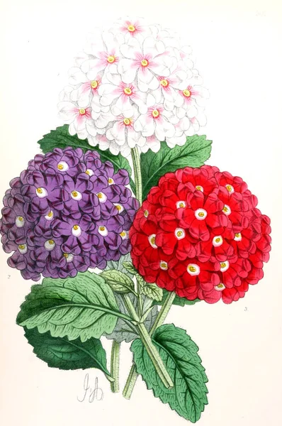 Illustration Flower Floral Magazine Comprising Figures Descriptions Popular Garden Flowers — Stock Photo, Image