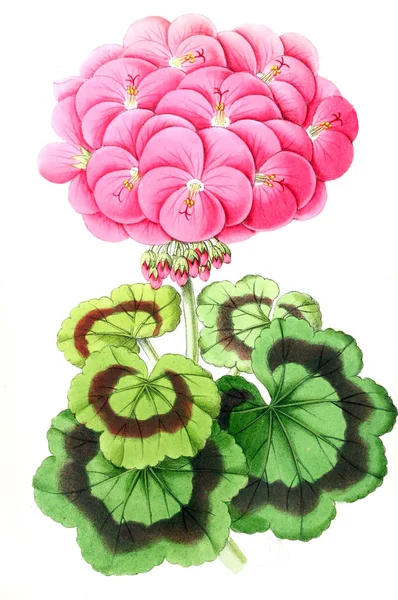 Illustration Flower Floral Magazine Comprising Figures Descriptions Popular Garden Flowers — Stock Photo, Image