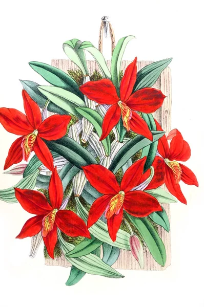 Illustration Flower Floral Magazine Comprising Figures Descriptions Popular Garden Flowers — Stock Photo, Image