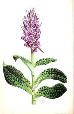 Bir çiçek Illustration. Çiçek dergisi; rakamlar ve popüler Bahçe çiçek açıklamalarını oluşan.