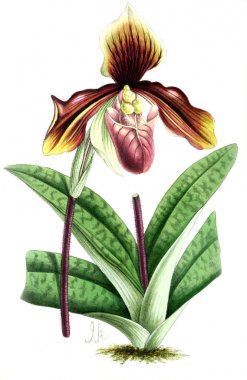 Bir çiçek Illustration. Çiçek dergisi; rakamlar ve popüler Bahçe çiçek açıklamalarını oluşan.