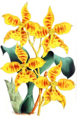 Bir çiçek Illustration. Çiçek dergisi; rakamlar ve popüler Bahçe çiçek açıklamalarını oluşan.