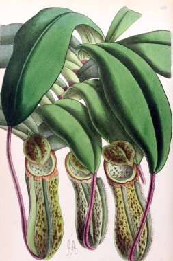 Bir çiçek Illustration. Çiçek dergisi; rakamlar ve popüler Bahçe çiçek açıklamalarını oluşan.